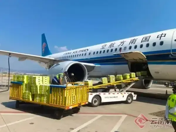 運量同比增140%！南航物流架起云南藍莓“空中絲路”