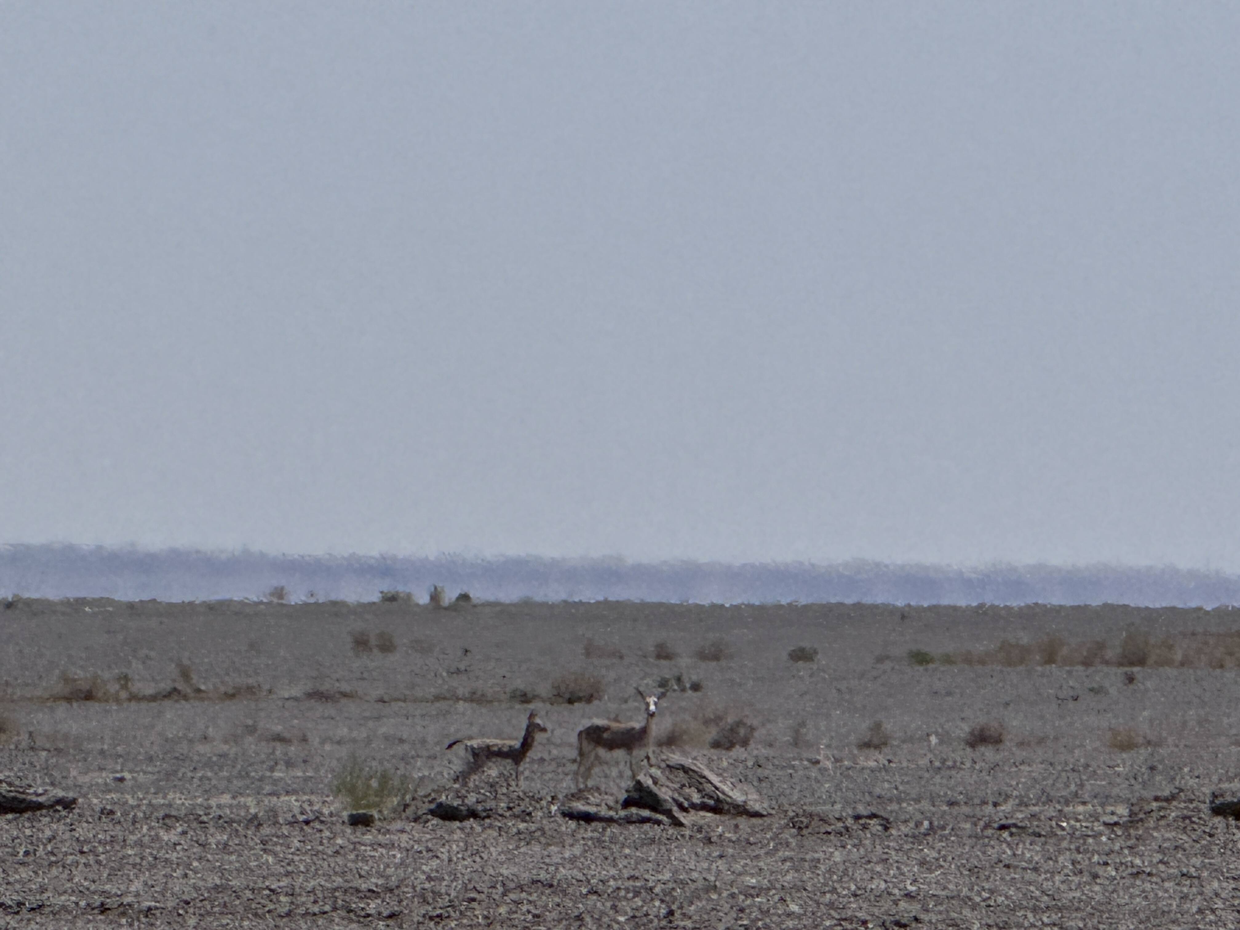 乌尔禾机场周边发现珍稀鹅喉羚 生态保护见成效