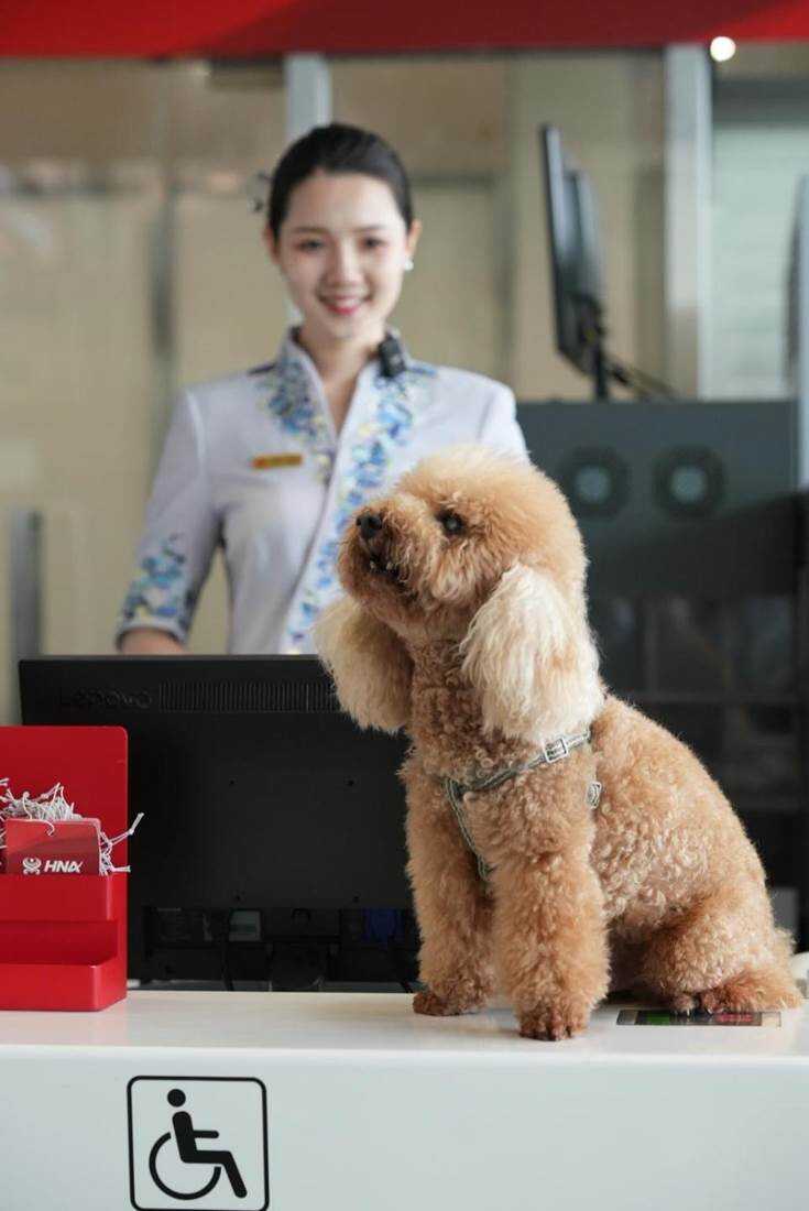 “一人两宠”全新上线!海南航空宠物客舱关爱服务举措再升级