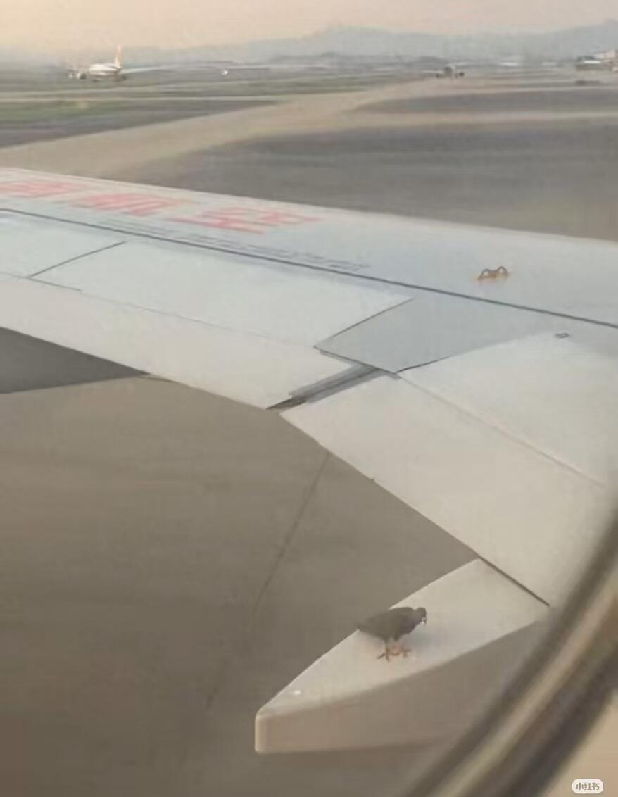 白云机场一飞机机翼上出现鸟类，机场航司最新回应
