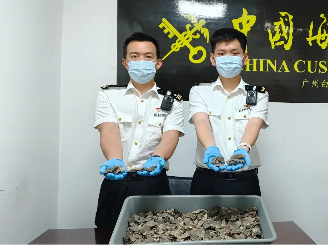 广州白云机场口岸查获树穿山甲鳞片1.38千克