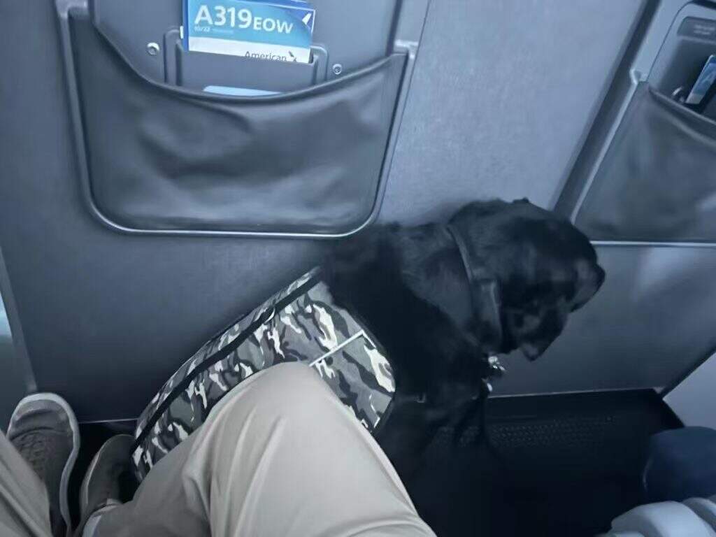 头等舱秒变‘狗笼’?美航头等舱乘客被百斤大狗压住
