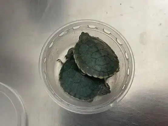 北京首都机场海关截获外来物种红耳彩龟