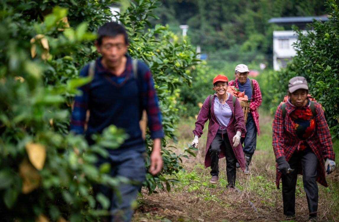 柠檬运输用上无人机