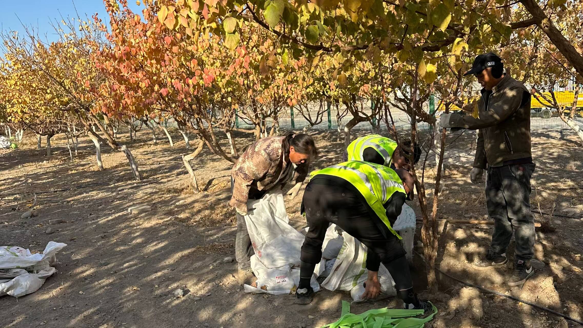 寒日植绿筑屏障,丝路空港添新颜--新疆机场集团吐鲁番交河机场冬季植树造林工作有序推进