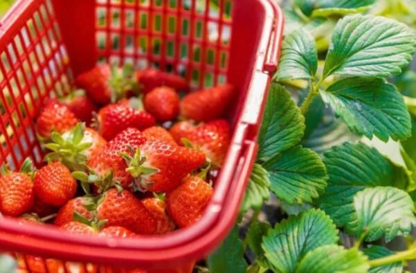 西安海关护航陕西鲜草莓首次出口