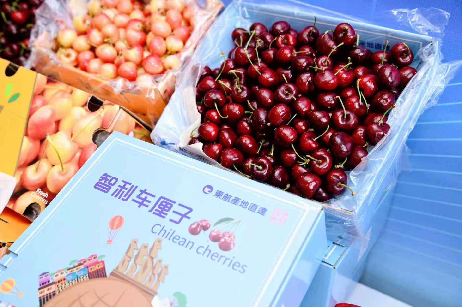 跨越半个地球的“甜蜜速递”：东航包机24小时运输刷新智利车厘子进口纪录