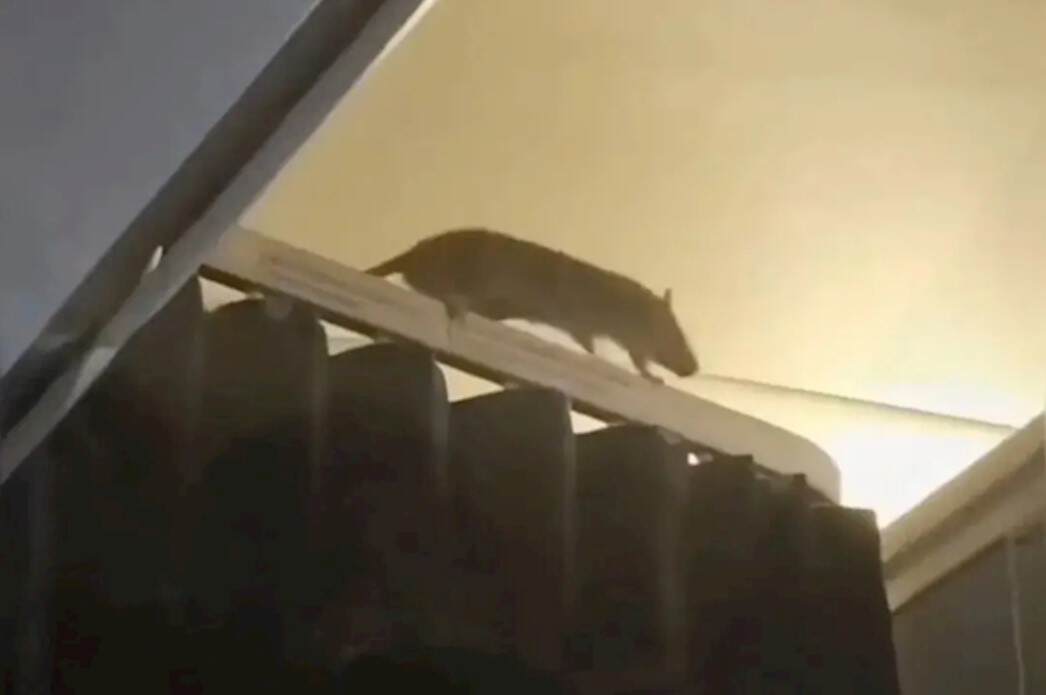 客机飞行中出现大老鼠 约200名乘客滞留