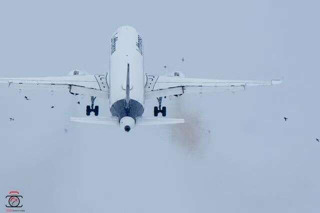 汉莎航空A320复飞时遭遇鸟击 发动机冒出黑烟