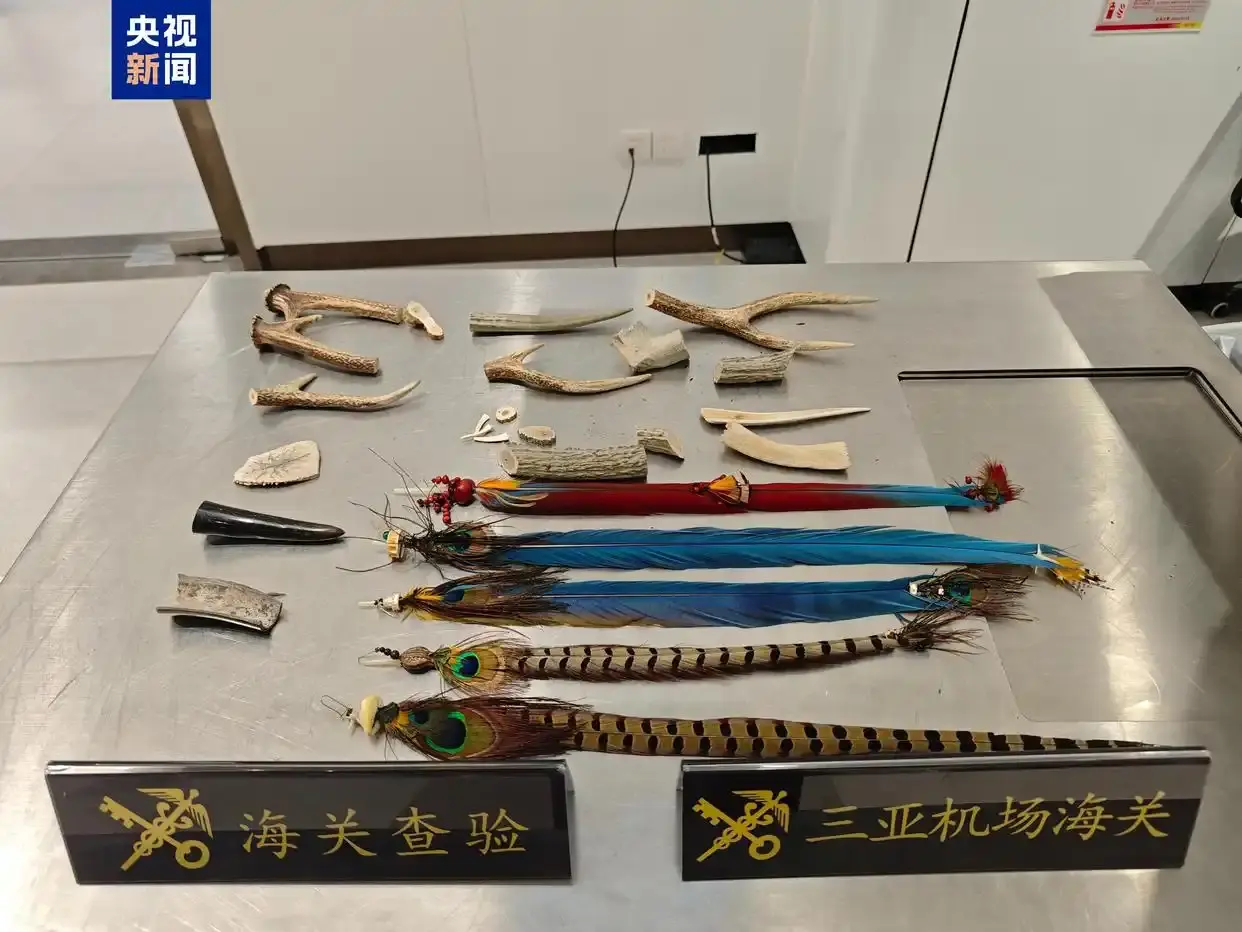 三亚机场海关查获多件保护野生动物制品