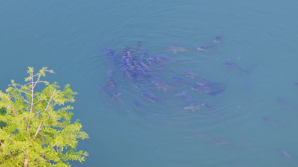 无人机助力滇池禁渔立体监管