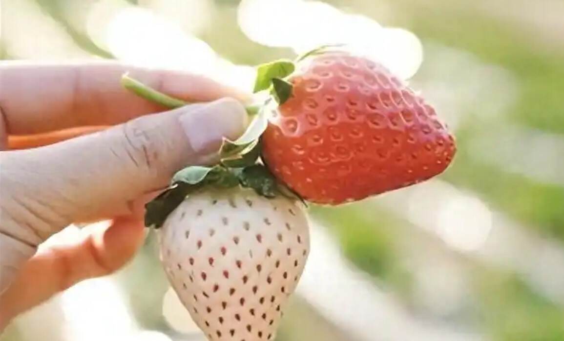 厦门完成首票水果出口“空空中转”转关业务