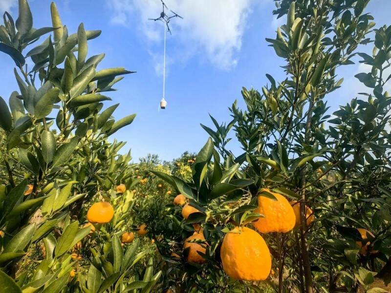 无人机飞进山区果园 破解山区特色农业作业难、运输险等产业痛点