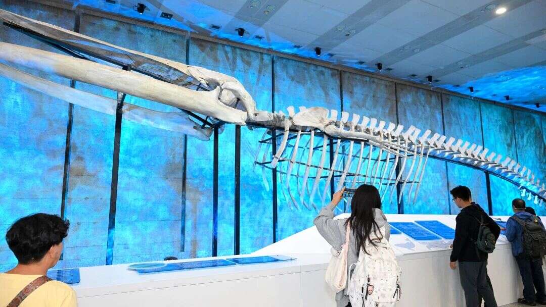 世界枢纽，鲸彩浦东，亚洲最大长须鲸骨骼标本展在浦东机场开展